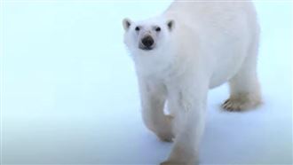 直擊／北極熊寶寶冬眠後一家三口驚喜現蹤