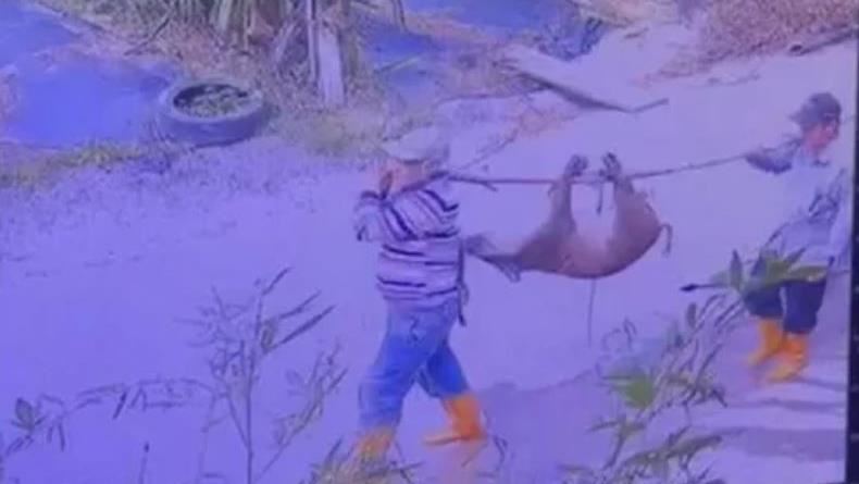 惡賊闖家門「持刀屠殺」寵物豬！飼主崩潰