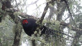帝雉（黑長尾雉），山羊，山羌，水鹿，黃喉貂，圖／玉管處提供