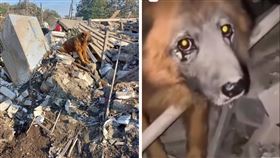 ▲烏克蘭一隻叫克里米亞的老狗，被發現孤零零站在廢墟中不肯離開，飼養牠的家人全都命喪瓦礫下。（圖／翻攝自推特、Ukraine.ua官方IG）