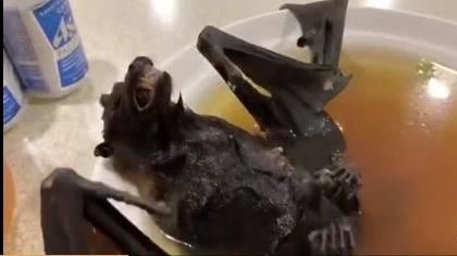 網美直播吃蝙蝠：像老鼠　下場曝光慘了