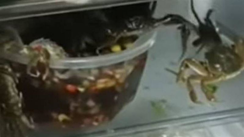 醃螃蟹放冰箱…她打開傻眼：都跑出來了