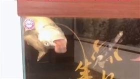 鯊魚缸內翻肚「咬舌自盡」？主人檢查後全場愣：不可思議