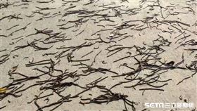 屏東,蚯蚓,河濱公園