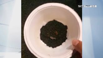 獨家／環保紙碗裝羊肉爐　碗底破掉險燙傷