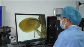 中國發現「全球新物種蟑螂」！超清晰恐怖畫面曝　海關急送實驗室（圖／翻攝自微博）