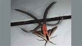 黑條灰燈蛾。（圖／翻攝自臉書動物梗圖星球社團）