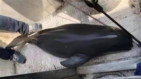 淡水域釣到「海豚」？男翻嗨拍照炫耀　真相曝光GG了