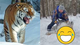 老虎,翻肚,可愛,小橘貓,俄羅斯,兇猛,摸肚