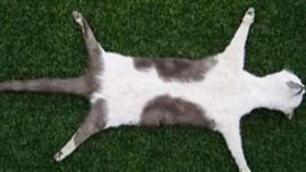 動物標本，Andrew Lancaster
圖/翻攝自trademe網站