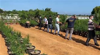 史上最大大麻田曝光　可供百萬人吸食