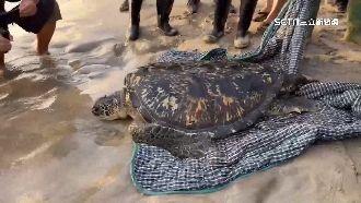 回家了！澎湖大義宮圈養33年5海龜野放