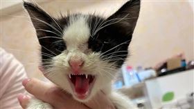 貓,貓奴,取餐,取餐,逗貓棒