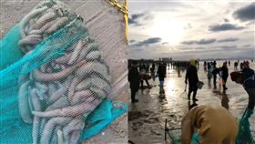 中國山東近日有許多海腸被沖上岸。（圖／翻攝自《威海播報》）