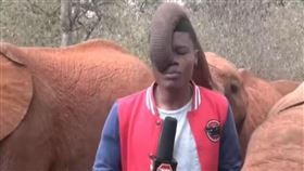 影／記者採訪失父母小象！慘遭「象鼻塞嘴巴」　笑噴片曝光（圖／翻攝自推特）