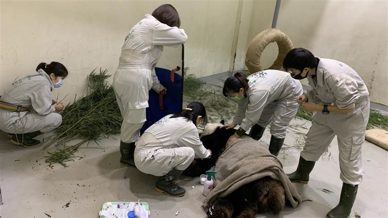 貓熊「團團」突發4次癲癇！最新病況曝光