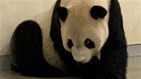 貓熊,團團(台北市立動物園 提供)