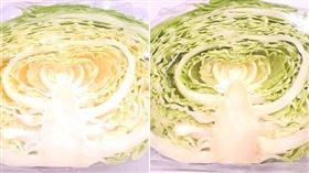 高麗菜「一黃一綠」怎麼挑才新鮮
圖/翻攝自推特
https://twitter.com/tetsublogorg/status/1592440682933014529