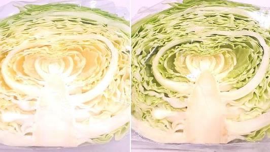 高麗菜1黃1綠誰新鮮？解答網驚：都買錯了