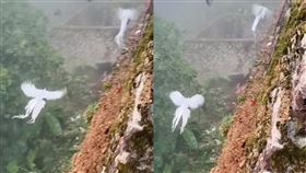 影／「白鳳凰」雙飛山林！10秒絕美畫面曝光　網驚：哪個神仙的坐騎？（圖／翻攝自微博）