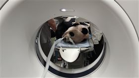 ▲大貓熊團團離世。（圖／動物園提供）