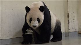 圖／動物園提供,團團