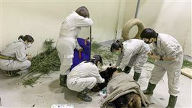 不痛了！18歲團團遺體送回中國？處置方式曝光了，圖／台北市立動物園