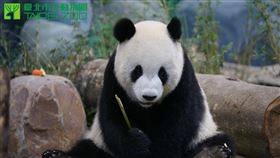 團團（圖／台北市立動物園提供）