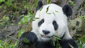 團團（圖／台北市立動物園提供）