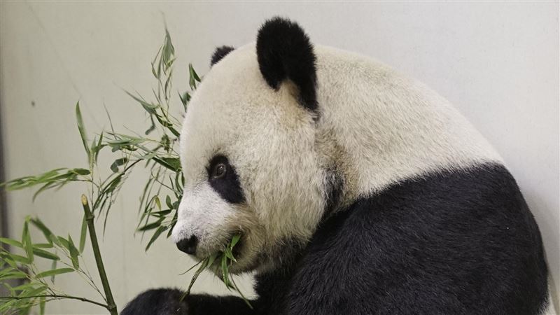 將迎接新貓熊？動物園：積極促成圓仔配對