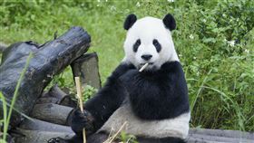 動物園 團團 剛來台照片