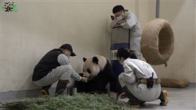 貓熊,團團,美靈,圓圓,生活