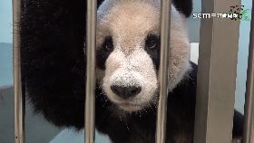 文 放棄團急救1800