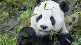 動物園 團團 剛來台照片