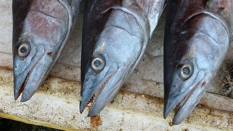 吃魚眼顧眼睛？醫：真正營養在「這一坨」