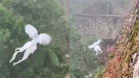 中國一名登山客拍到白鳳凰。（圖／翻攝自抖音）