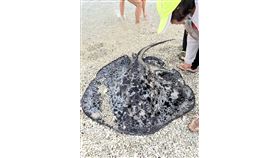 魟魚,獵殺,小琉球