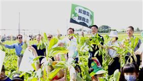 白玉蘿蔔,美濃,產季