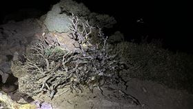 （圖／翻攝「合歡山系(台14、台8、台7甲)路況氣候雪況星況分享」臉書社團）