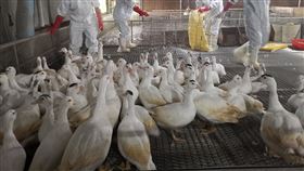種鴨,禽流感,五結鄉,宜蘭,宜蘭縣動植物防疫所,H5N1,撲殺（圖／翻攝畫面）