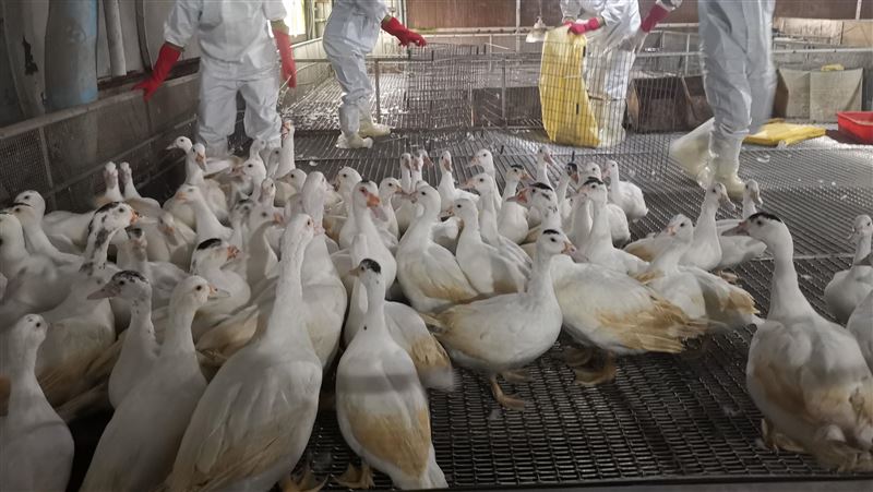 宜蘭一種鴨場現H5N1禽流感！5010鴨全撲殺