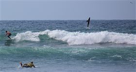 鯊魚，衝浪比賽，美國（圖／推特@jordananast）