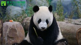 動物園 團團 剛來台照片