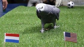 預言世足賽戰績！日本動物園「鸚鵡哥」叼國旗開示　命中率高達7成 翻攝自那須どうぶつ王國推特