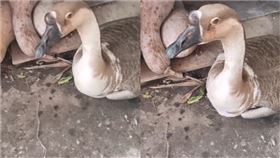 準備宰殺養6年大鵝！牠委屈蹲地哭「淚水滴濕地板」　主人動容：不殺了（圖／翻攝自微博）