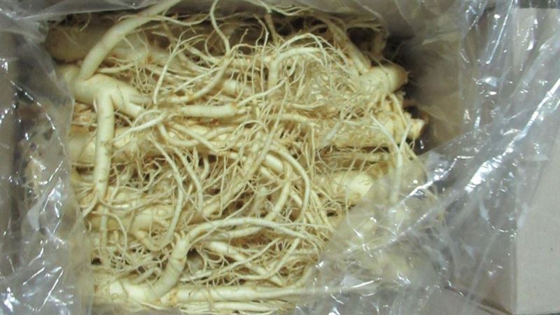 韓國生鮮人參7種農藥超標　今年最嚴重