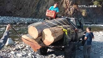 警匪河床追逐！山老鼠盜採肖楠木遭圍捕