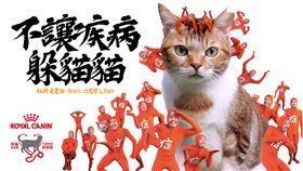 破解疾病躲貓貓！帶貓看獸醫領券現折500（業配勿用）