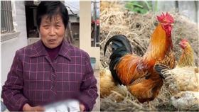 （圖／翻攝自齊鲁晚報、Pixabay）