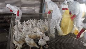 種鴨,禽流感,五結鄉,宜蘭,宜蘭縣動植物防疫所,H5N1,撲殺（圖／翻攝畫面）